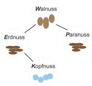 Abbildung 1: Ein Beispiel für einen Suchbaum, der Sandys Nüsse verwaltet. Die Schlüssel sind die Namen der Sorten im oberen Teil eines jeden Knotens, während der zugeordnete Inhalt im unteren Bereich seinen Platz findet.