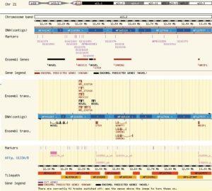 Abbildung 3: Ausschnitt aus der Contig View. So sind Gene auf den Chromosomen lokalisiert.