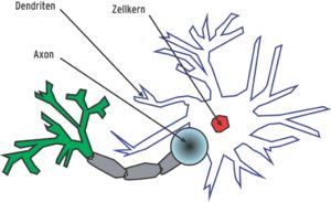 Abbildung 1: In der vielfältigen Verästelung der Nervenzellen sehen Neuro-Wissenschaftler die Basis für die Leistungsfähigkeit des Gehirns in Disziplinen wie Mustererkennung oder der Vorhersage schwer zu errechnender Systemzustände.