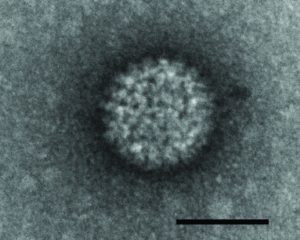 Abbildung 2: Ganz wie dieser biologische Virus infizieren auch Computerviren einen Träger, mit dessen Hilfe sie sich verbreiten und Schaden anrichten.