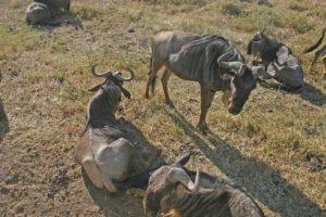 Abbildung 1: Die Gnus in den Nationalparks Ngorongoro und Serengeti ignorieren die Touristen.