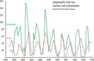 Abbildung 8: Eine ähnliche Entwicklung zeigen reale Bestandskurven. Im Bild eine Statistik der Hudson Bay Company über den Aufkauf von Luchs- und Schneehasenfellen über ein Jahrhundert.