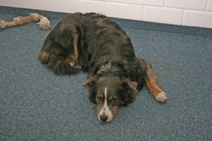Abbildung 4: Ein Australian Shepherd bei der Arbeit. Seit einem Jahr kümmert sich Lacey um Christian - oder doch umgekehrt?