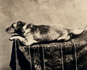 Abbildung 1: Treu bis in den Tod: Abraham Lincolns Hund Fido.