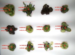 <a href="#artRef-f3">Abbildung 3</a>: OpenCV behält die Salatköpfe im Auge und misst deren Größe. Tensorflow sagt dann das Erntedatum voraus.