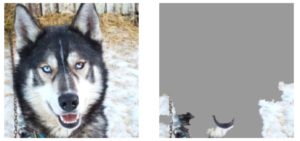 abb. 5: Das Bild aus "Why Should I Trust You?" - Explaining the Predictions of Any Classifier, M. T. Ribeiro, S. Singh, C. Guestrin, Proc. of the 22nd ACM SIGKDD, 2016 zeigt, was f&uuml;r die Fehlentscheidung verantwortlich ist.