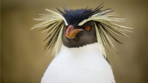 Abbildung 2: Auf der Webseite des Projekts Upgrade to Linux begr&uuml;&szlig;t sie stilecht ein Pinguin. Quelle: Upgrade to Linux
