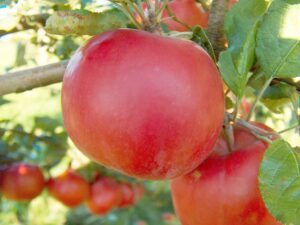 Abbildung 1: Jef Raskin benannte Apples Computermodelle nach der in Nordamerika verbreiteten Apfelsorte. Ein "a" fügte er ein, um die Verwechslungsgefahr mit einem anderen Unternehmen zu minimieren. Quelle: MarkusHagenlocher, CC BY-SA 3.0, https://commons.wikimedia.org/w/index.php?curid=2735605