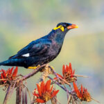 Der Gesangvogel Mynah imitiert menschliche Sprache.